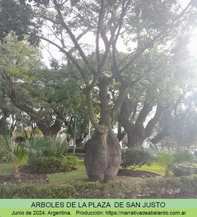 Arboles de San Justo